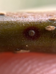 Diaspidiotus perniciosus