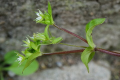 Stellaria ruderalis