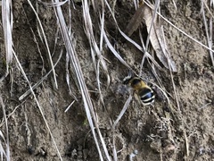 Anthophora aestivalis