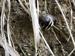 Anthophora aestivalis