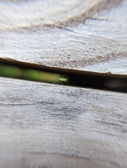 Aphididae