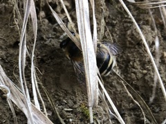 Anthophora aestivalis