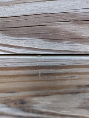 Aphididae