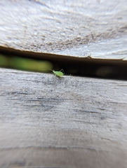 Aphididae
