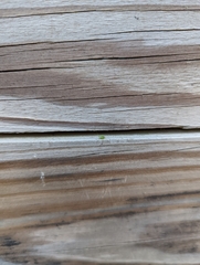 Aphididae