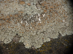 Protoparmeliopsis muralis