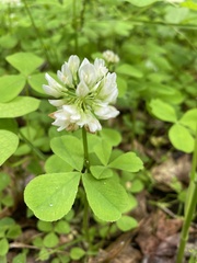 Trifolium stoloniferum