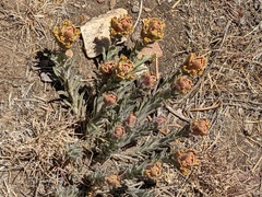 Castilleja cinerea