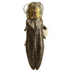 Agrilus egenus