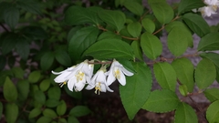 Deutzia gracilis