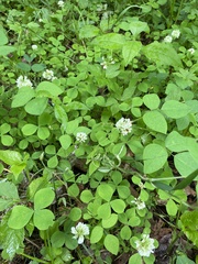 Trifolium stoloniferum
