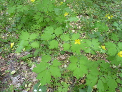 Chelidonium majus
