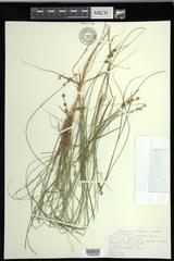Carex echinata echinata