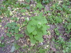 Alliaria petiolata