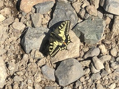 Papilio machaon aliaska