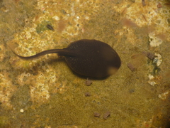 Bufotes viridis viridis