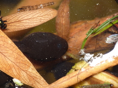 Bufotes viridis viridis