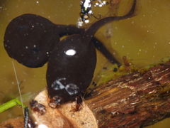 Bufotes viridis viridis