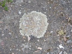 Protoparmeliopsis muralis