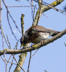 Turdus pilaris