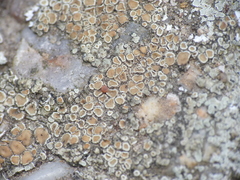 Protoparmeliopsis muralis