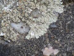 Protoparmeliopsis muralis
