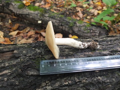 Entoloma clypeatum