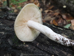 Entoloma clypeatum