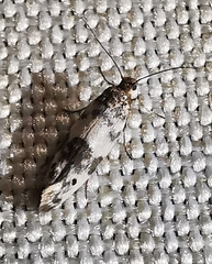 Enolmis acanthella