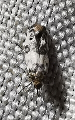 Enolmis acanthella