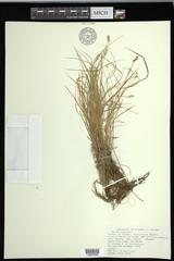 Carex echinata echinata
