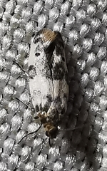 Enolmis acanthella