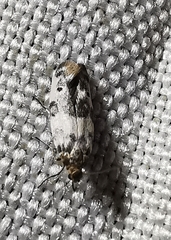Enolmis acanthella