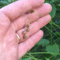 Carex echinodes