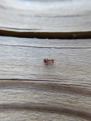 Pheidole pilifera