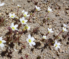 Leptosiphon breviculus