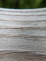 Balaustium