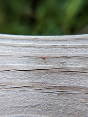 Balaustium