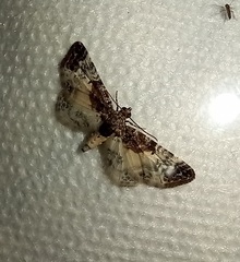 Eupithecia breviculata