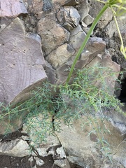 Lomatium papilioniferum
