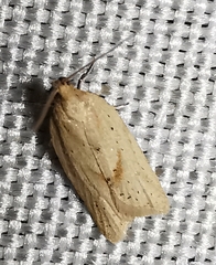 Clepsis coriacanus
