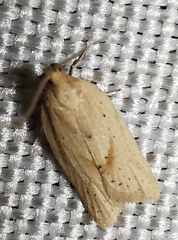 Clepsis coriacanus