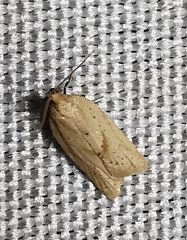 Clepsis coriacanus