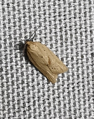 Clepsis coriacanus