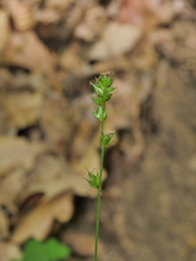 Carex muricata pairae