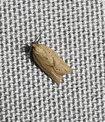 Clepsis coriacanus