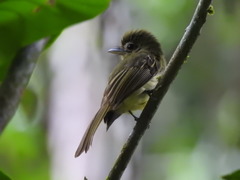 Rhynchocyclus olivaceus