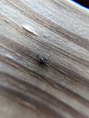 Naphrys pulex