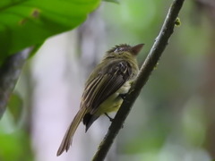 Rhynchocyclus olivaceus