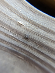 Naphrys pulex